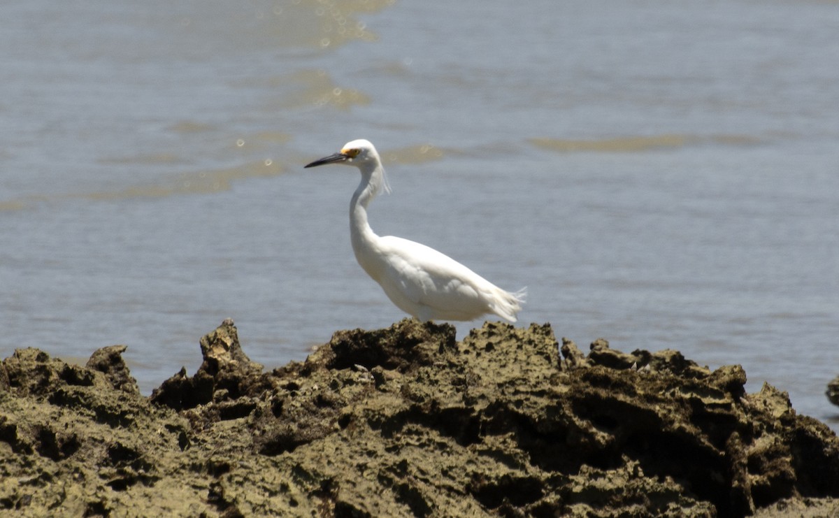 Snowy Egret - ML642676257