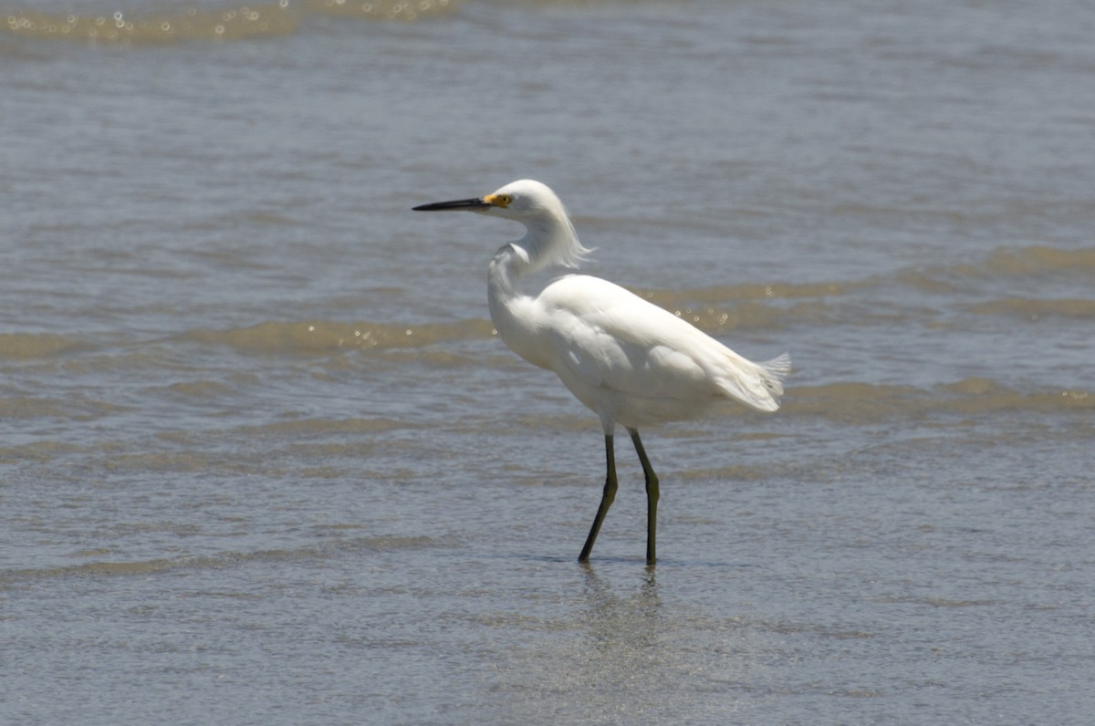 Snowy Egret - ML642676258