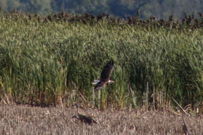 Bald Eagle - ML642676266