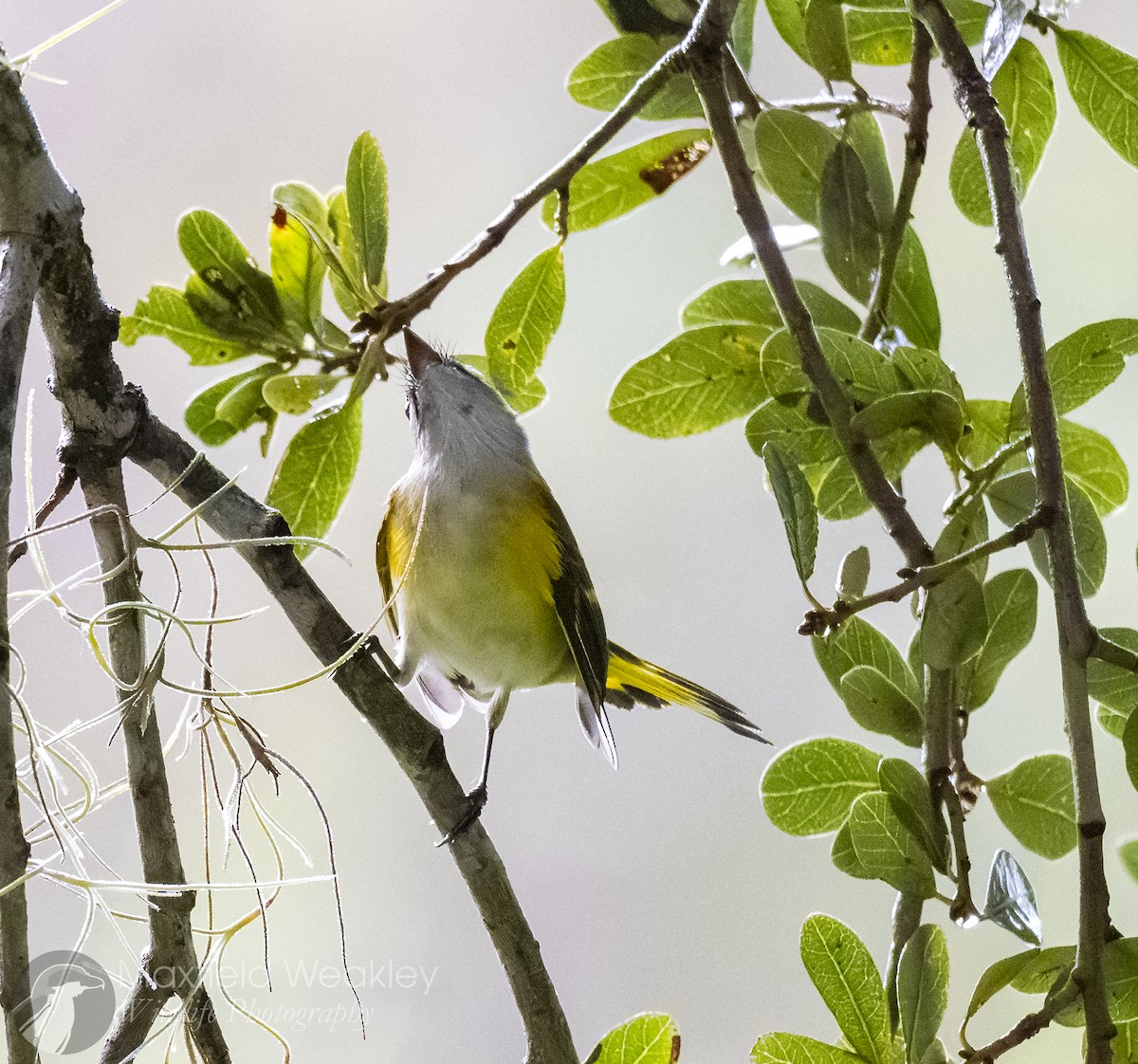 American Redstart - ML642676271