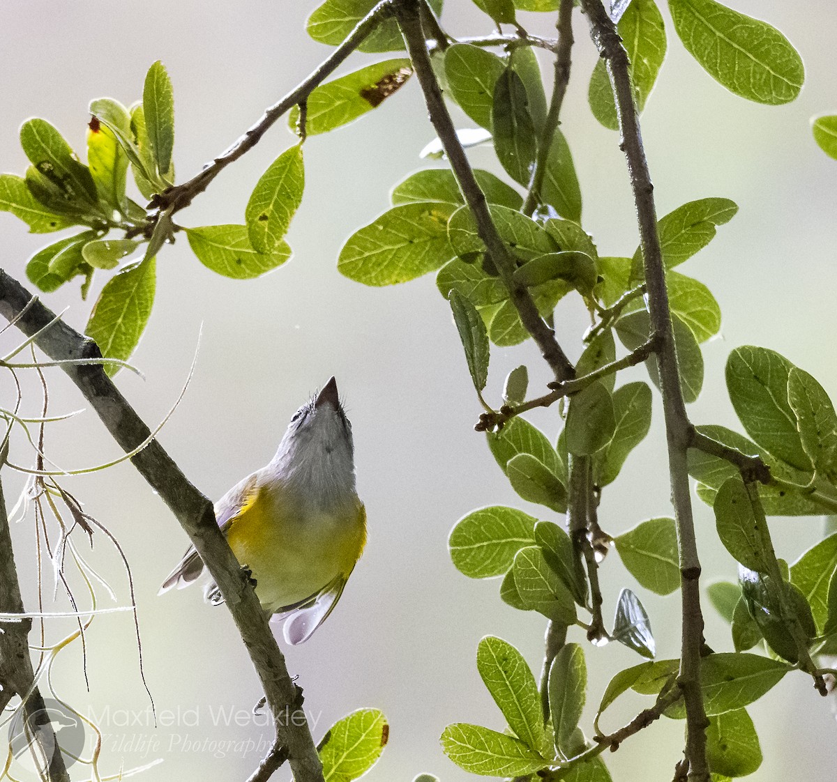 American Redstart - ML642676272