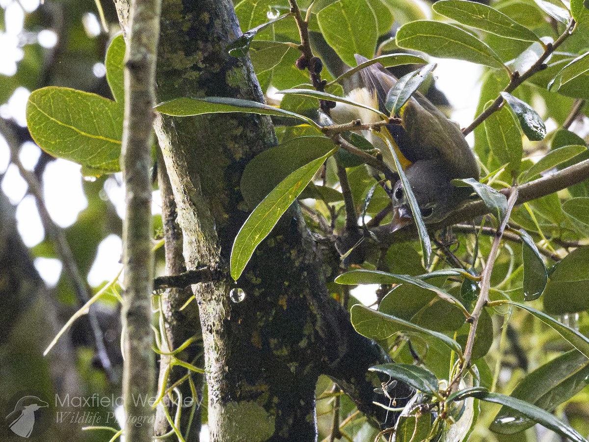 American Redstart - ML642676273