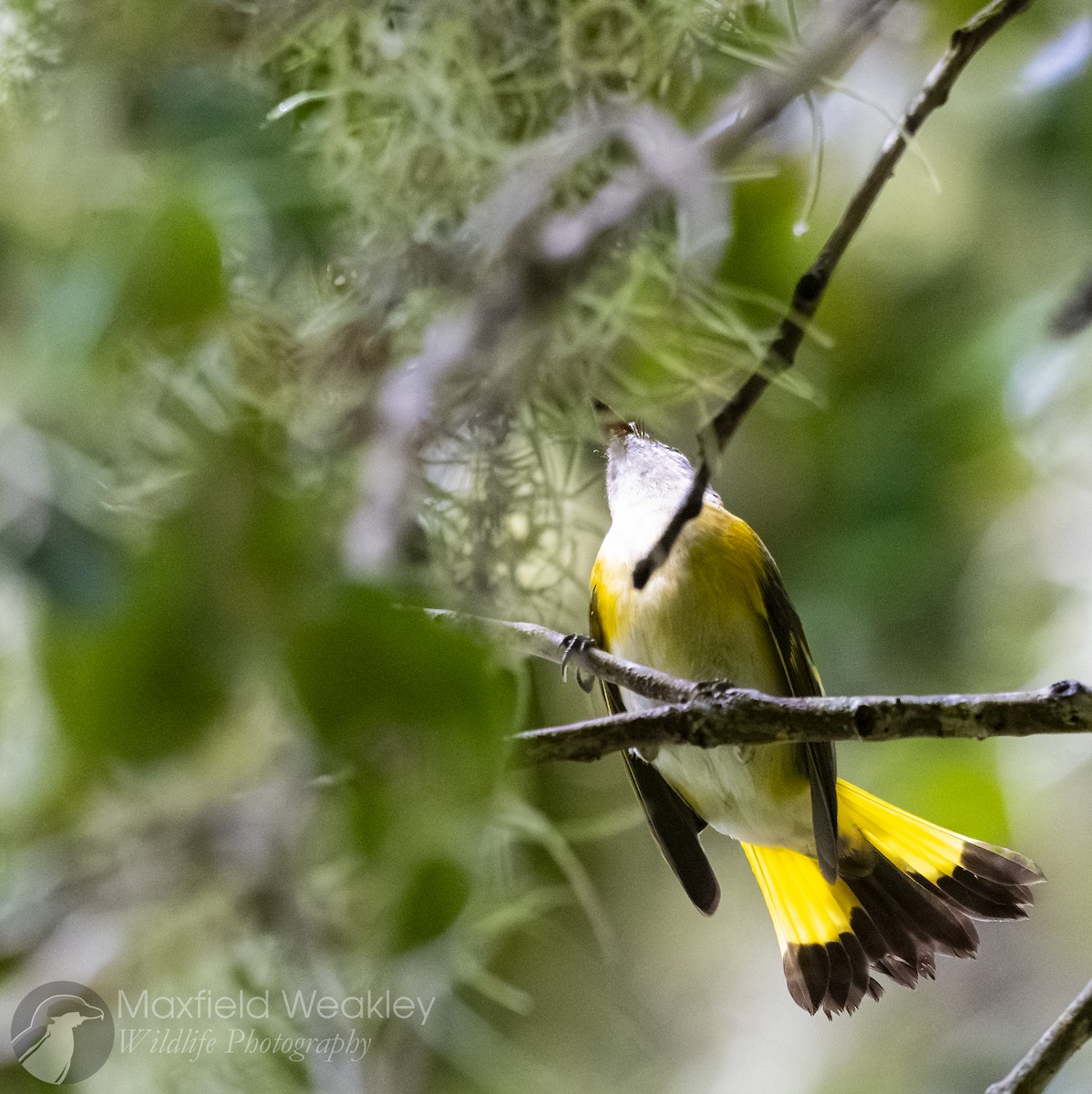 American Redstart - ML642676274
