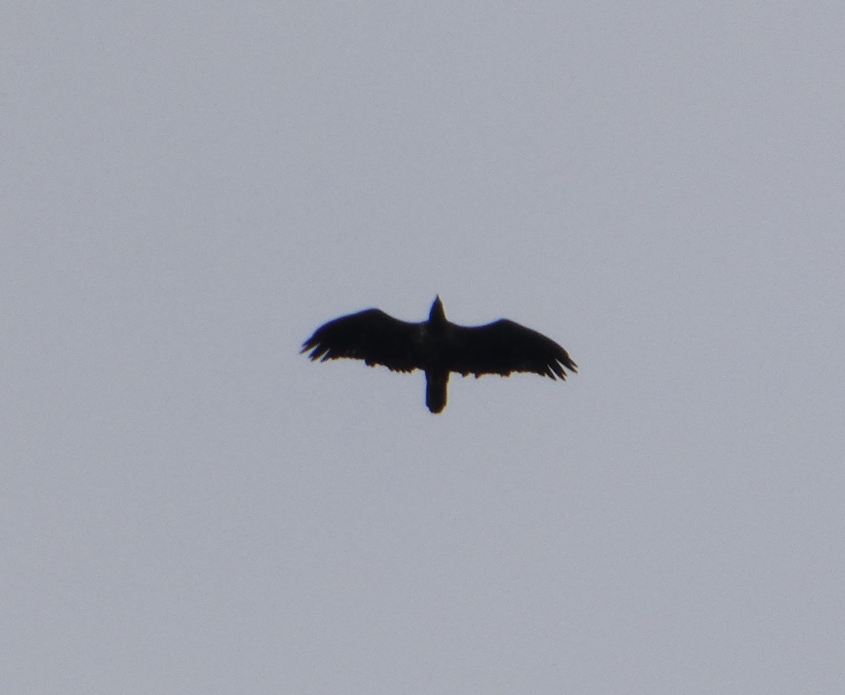Bald Eagle - ML642676286