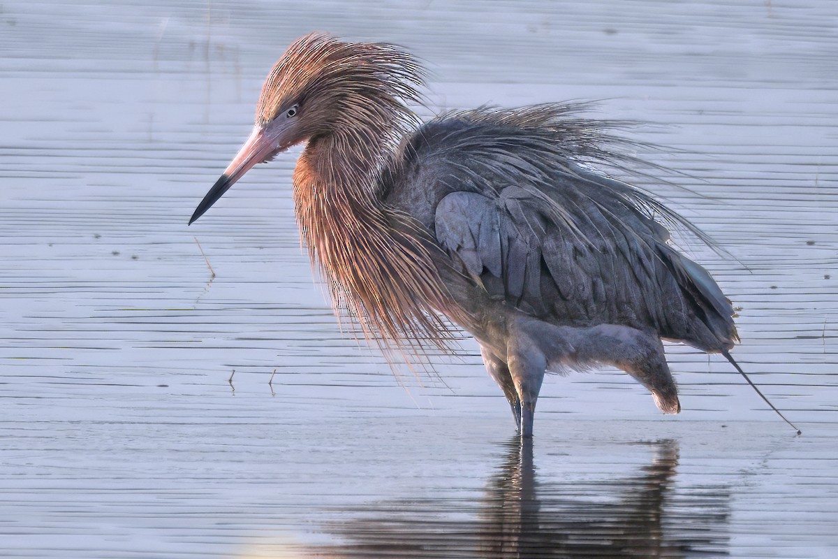 Reddish Egret - ML642676287