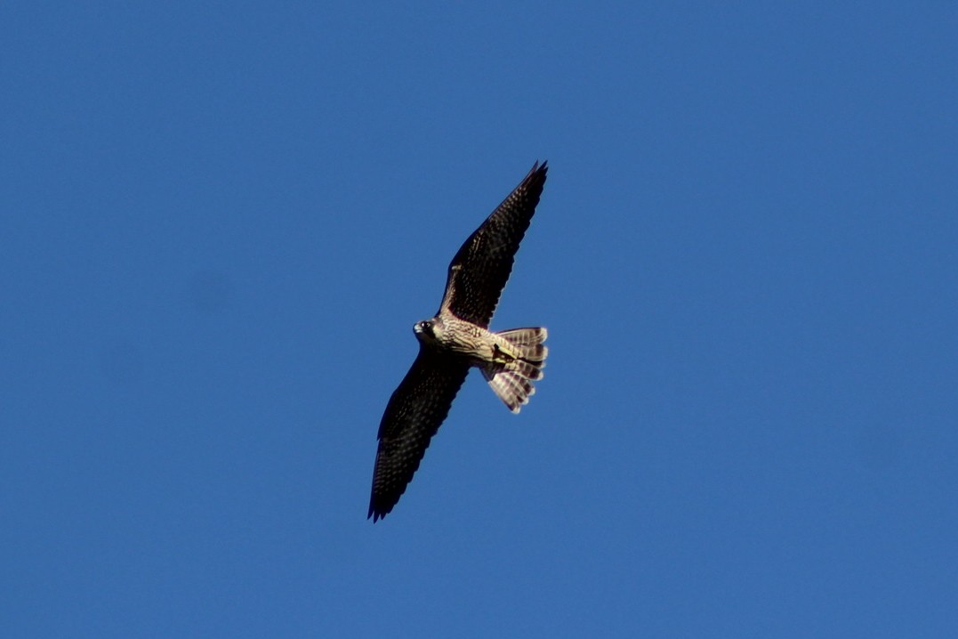 Gökdoğan - ML642676296