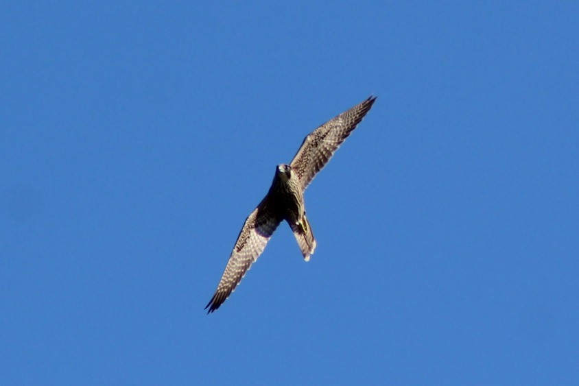 Gökdoğan - ML642676297