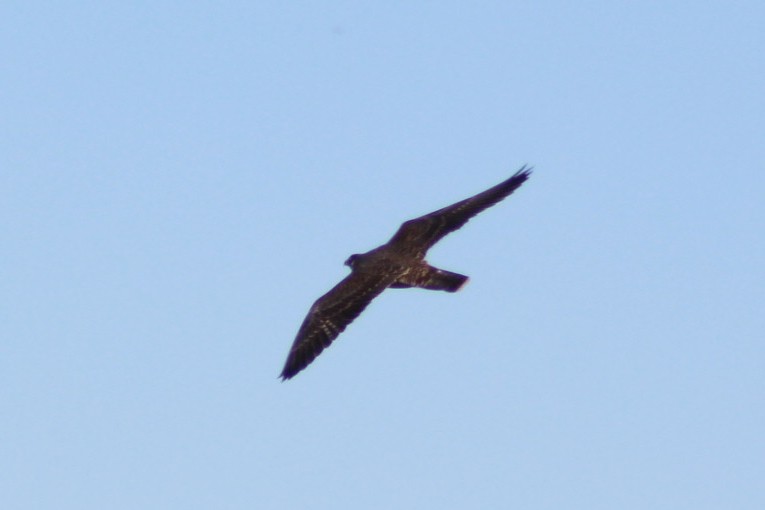 Gökdoğan - ML642676301