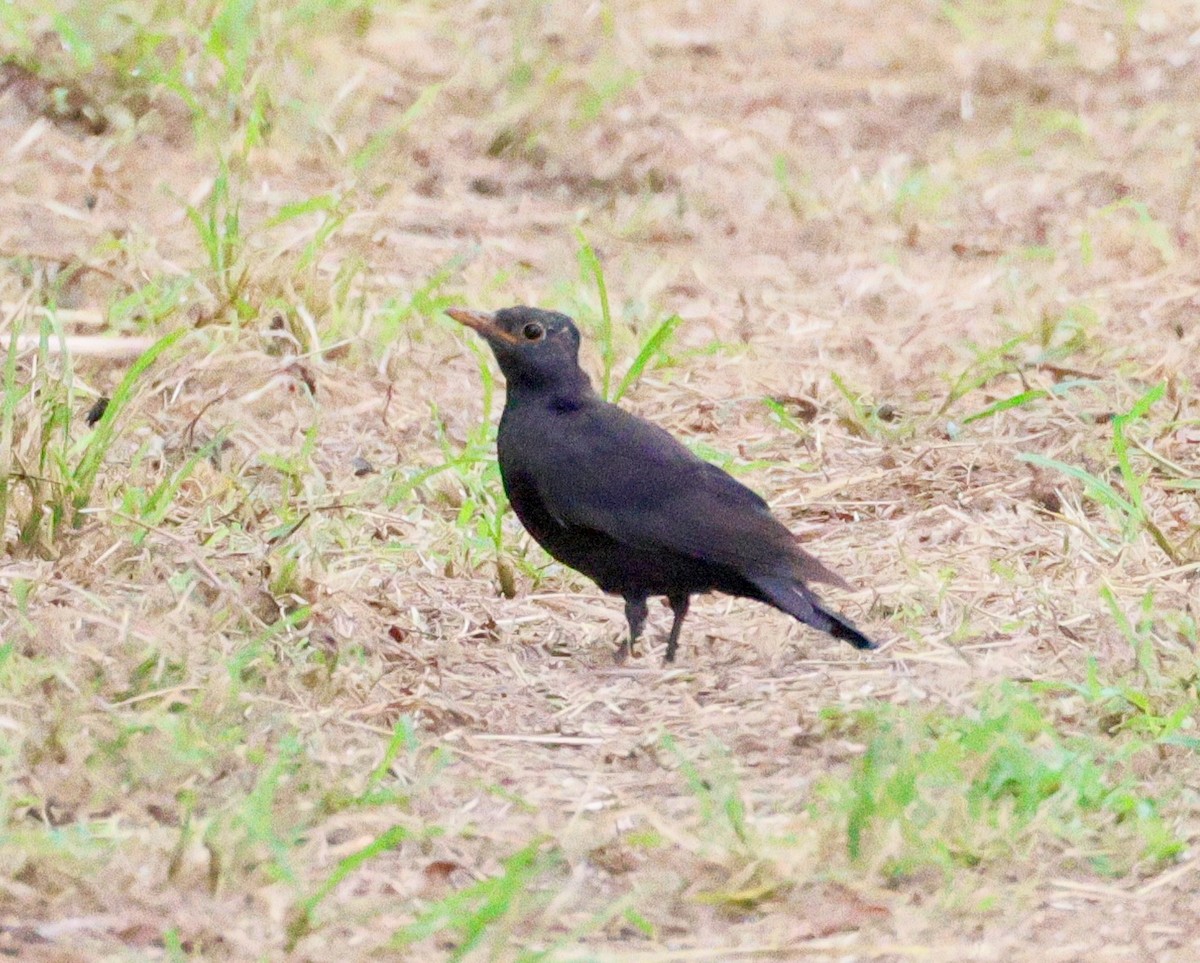 Chinese Blackbird - ML642676304