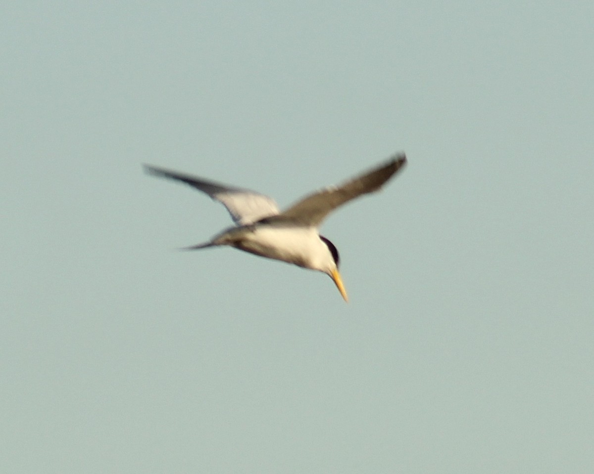 Yellow-billed Tern - ML642676314