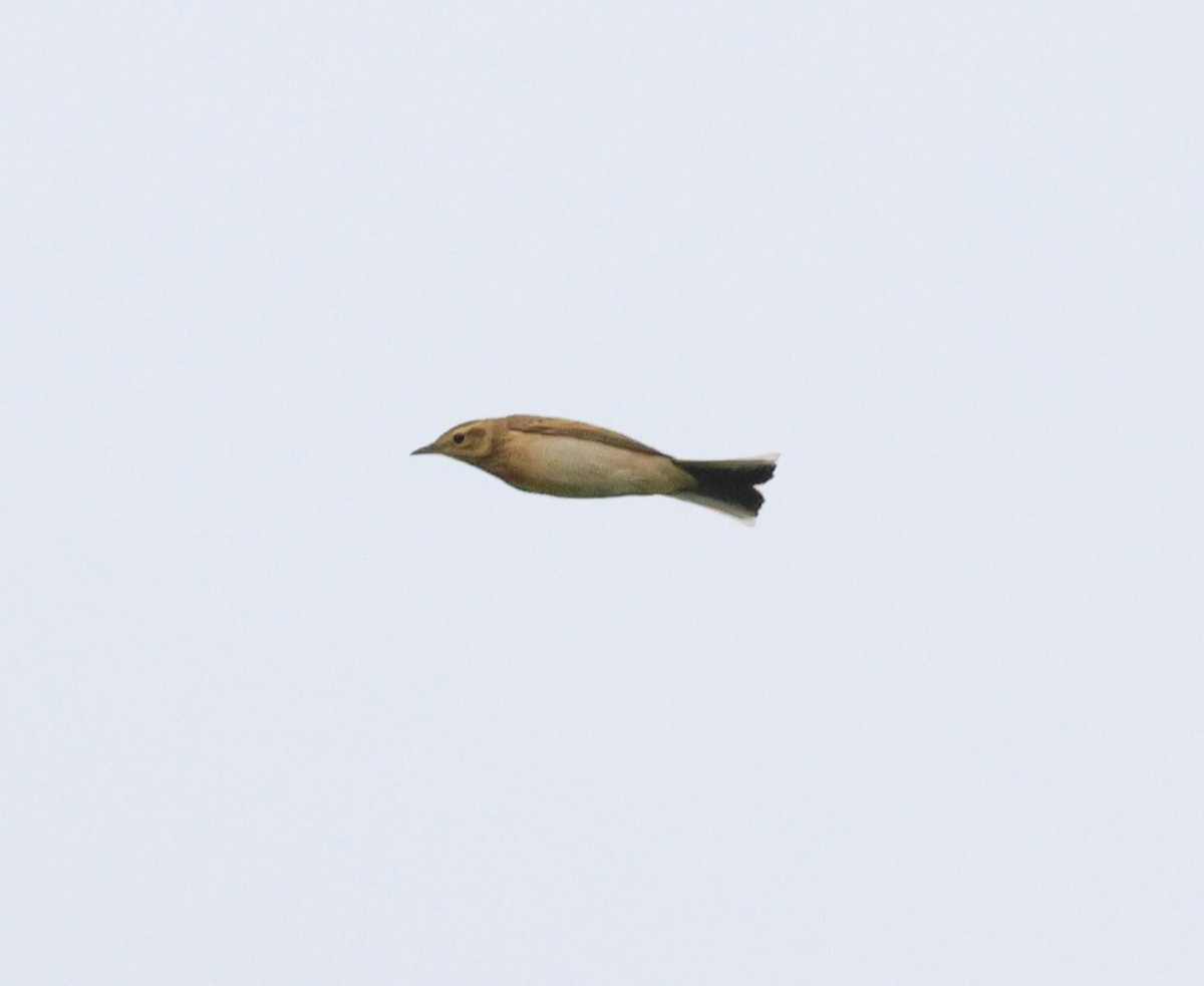 Хээрийн шийхнүүхэй - ML642676322