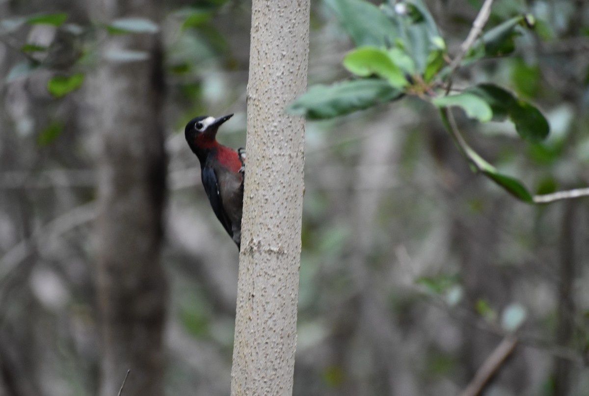 Puerto Rican Woodpecker - ML642676324
