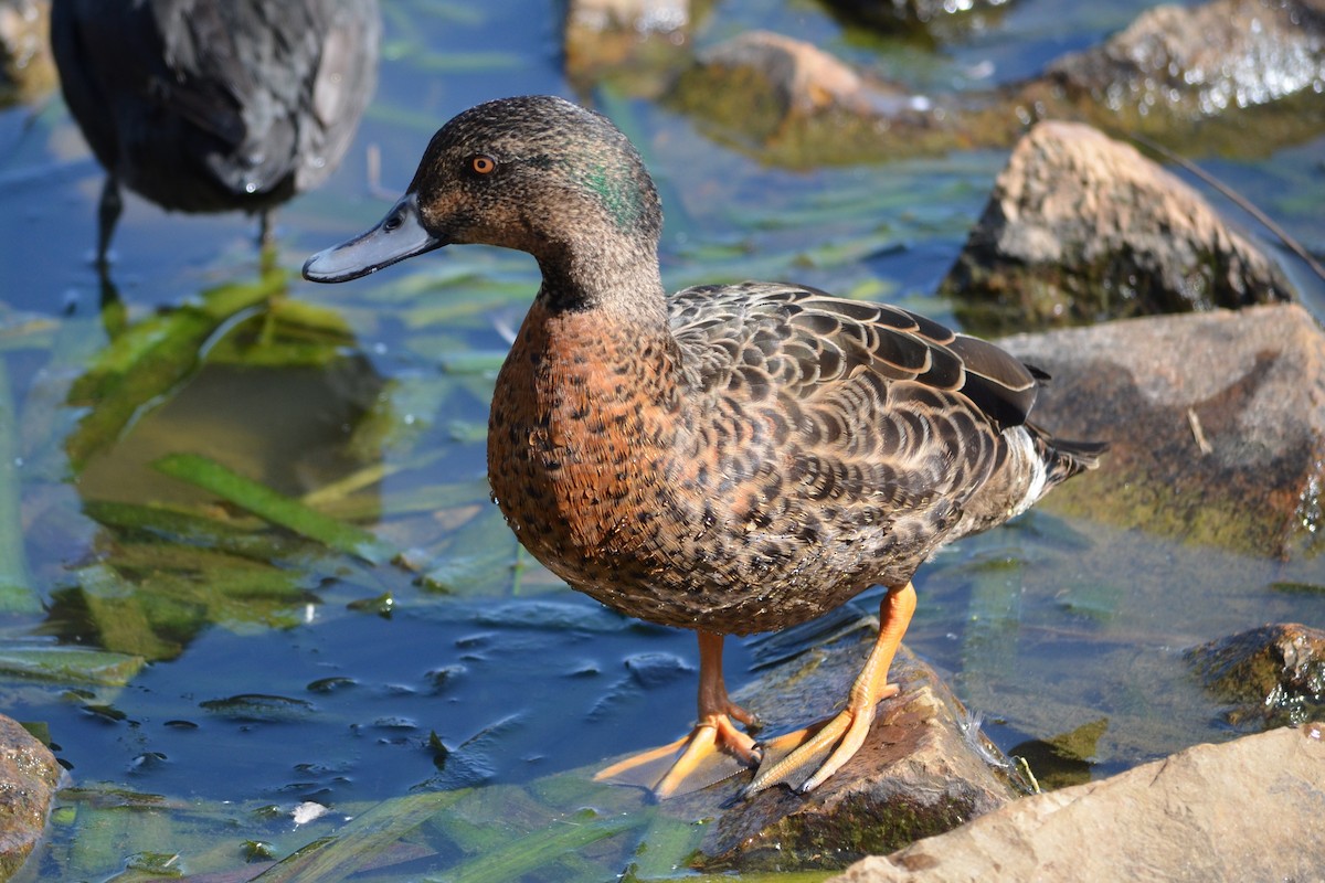 Chestnut Teal - ML642676341
