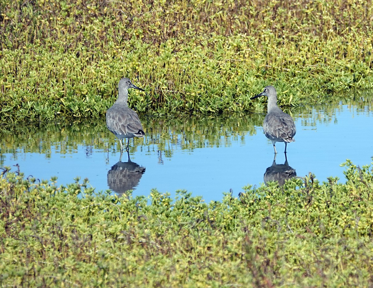 Willet - ML642676362