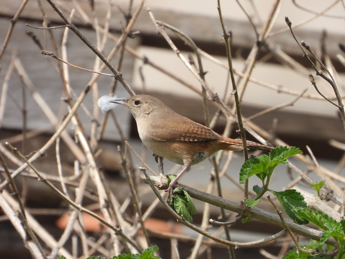 Southern House Wren - ML642676363