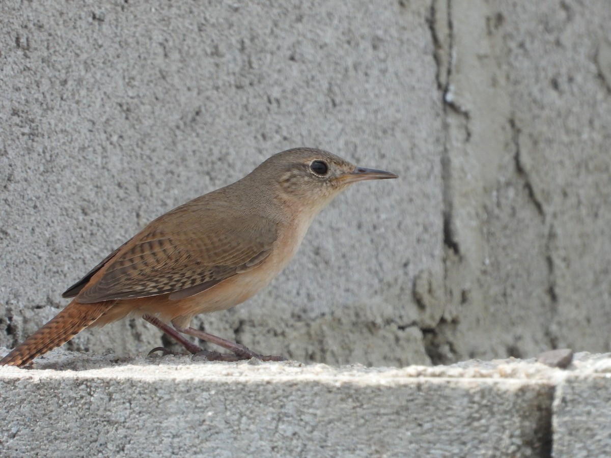 Southern House Wren - ML642676364