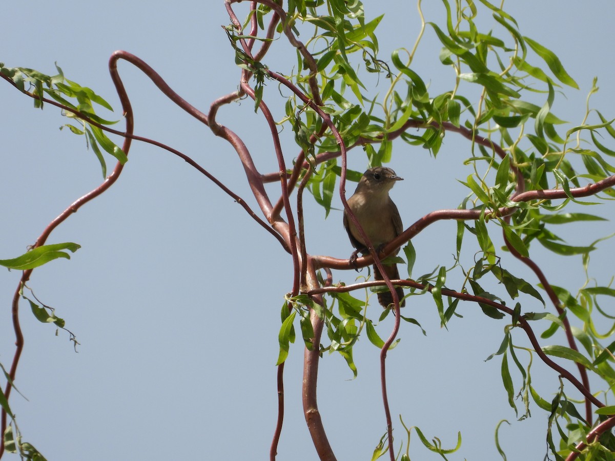 Southern House Wren - ML642676365