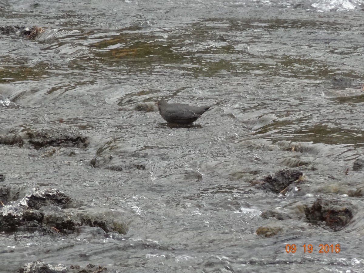 American Dipper - ML642676372