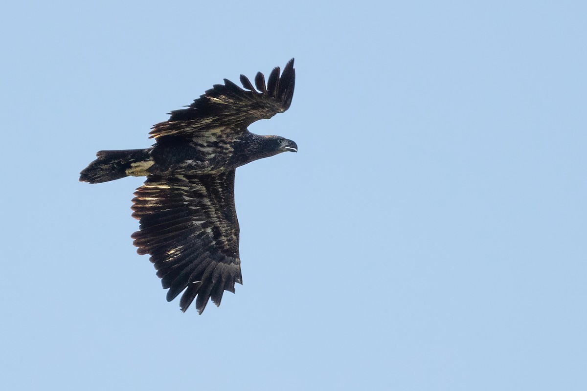Bald Eagle - ML642676374