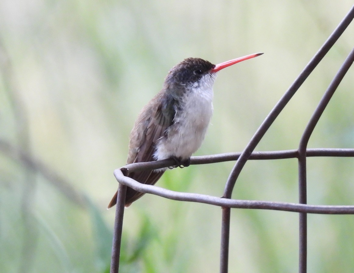 Violet-crowned Hummingbird - ML642676375