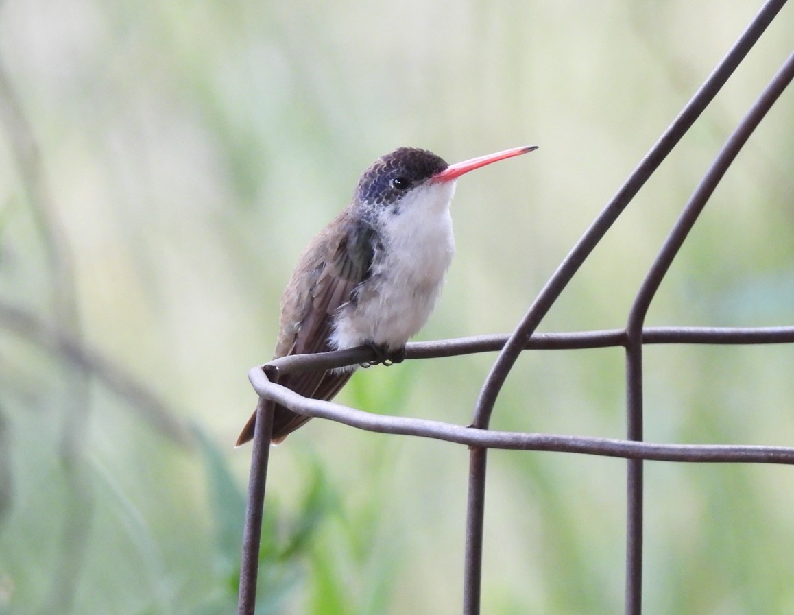Violet-crowned Hummingbird - ML642676376
