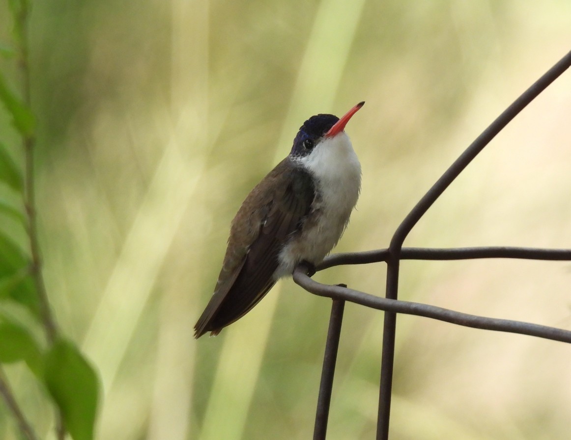 Violet-crowned Hummingbird - ML642676377