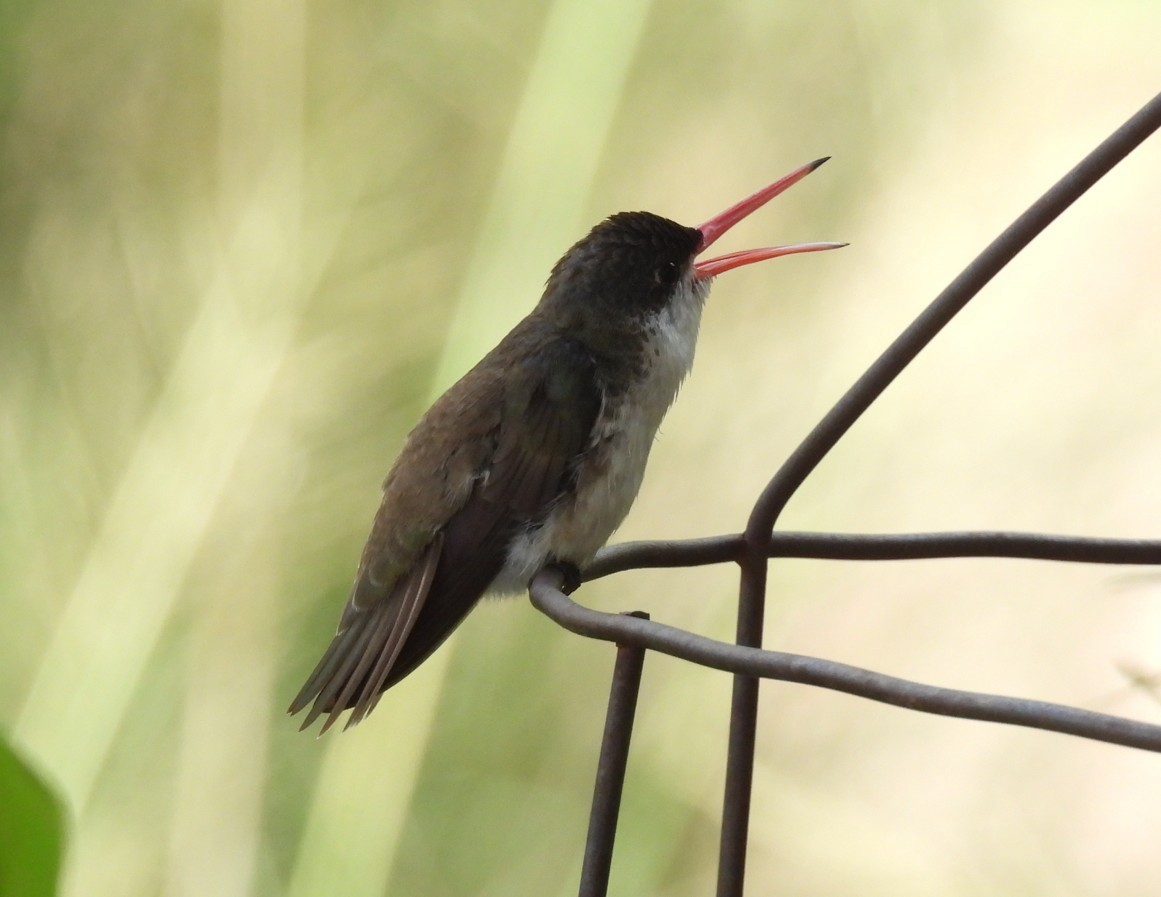 Violet-crowned Hummingbird - ML642676378