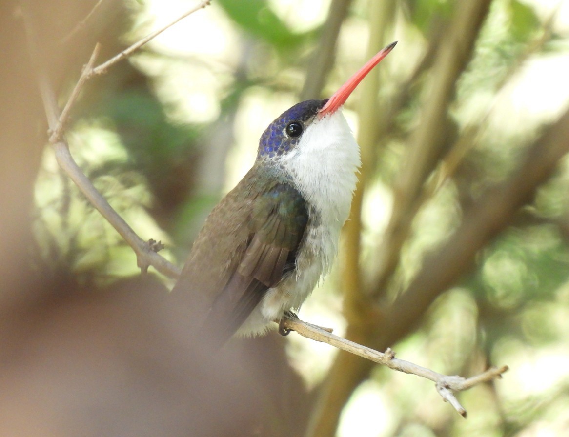 Violet-crowned Hummingbird - ML642676379