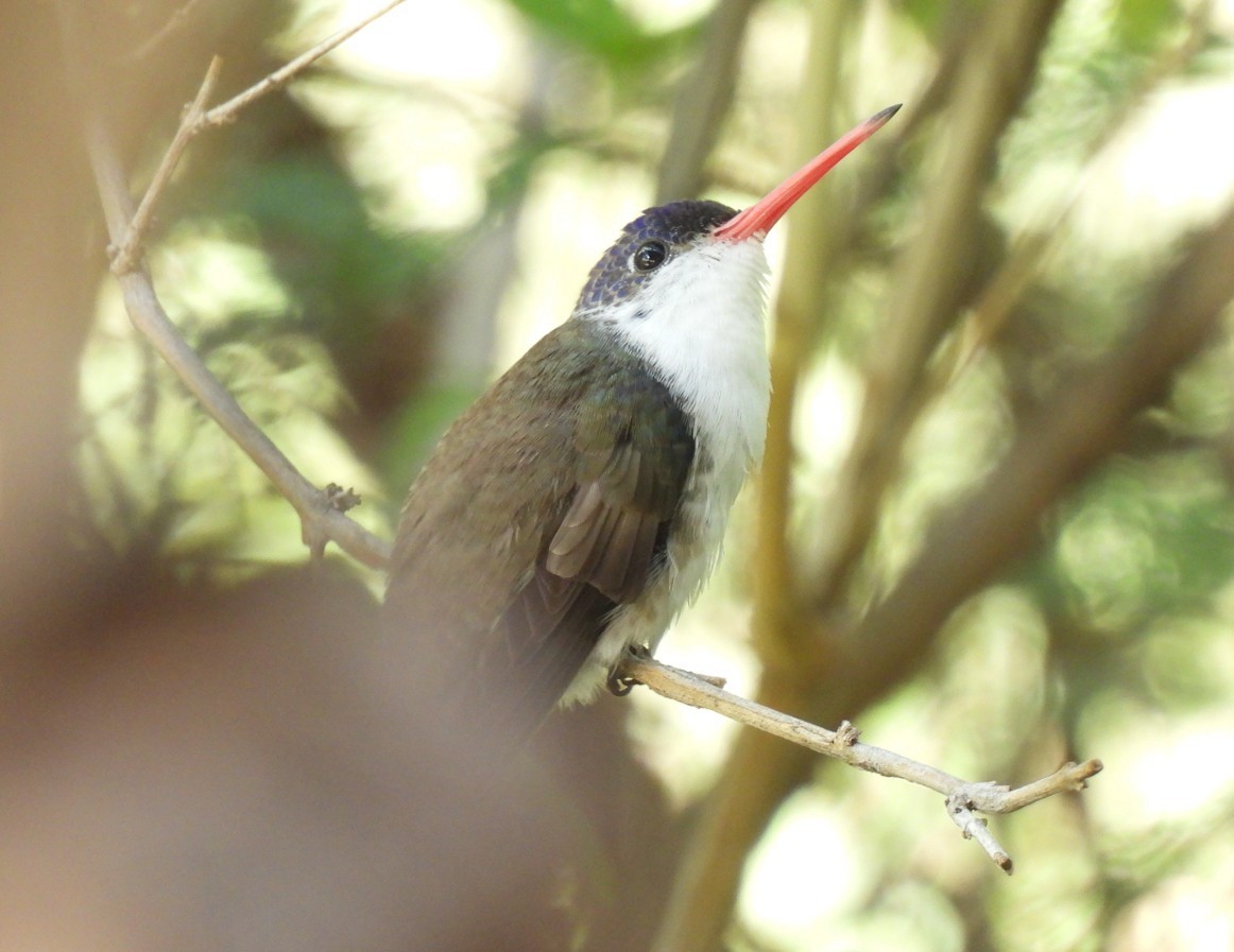 Violet-crowned Hummingbird - ML642676380