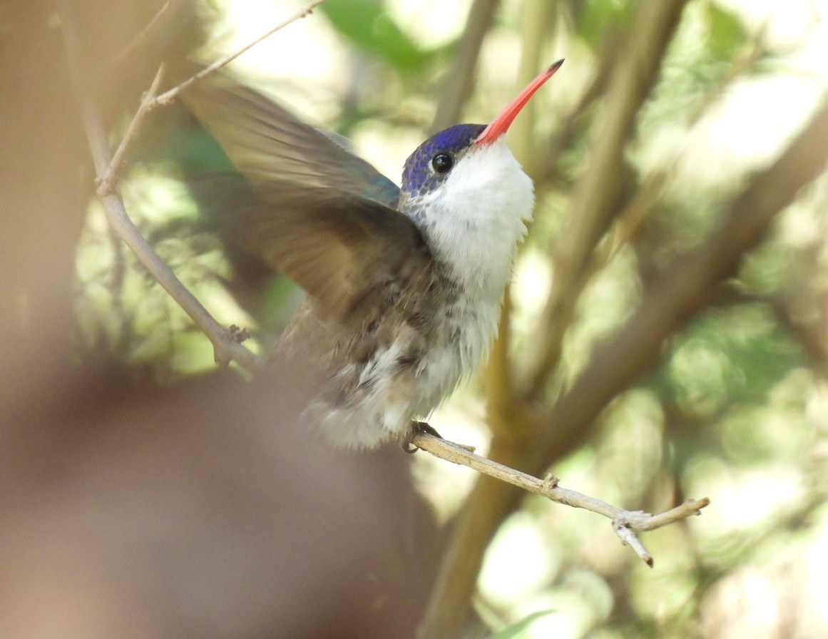 Violet-crowned Hummingbird - ML642676383