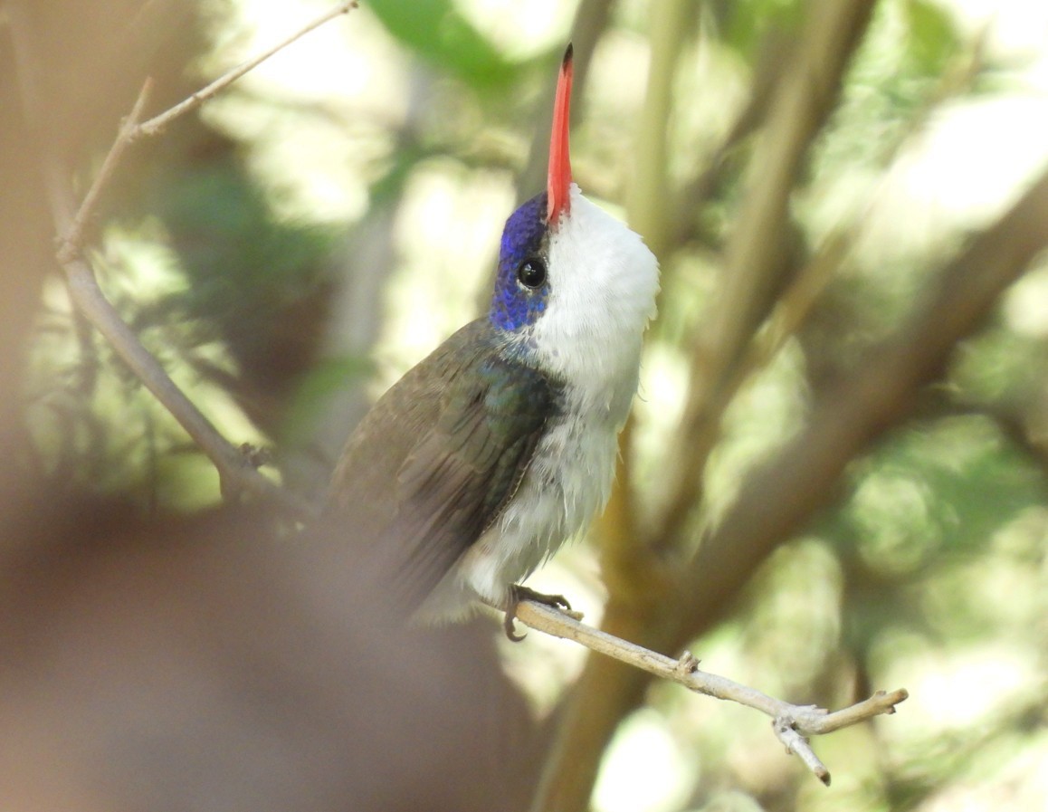 Violet-crowned Hummingbird - ML642676384