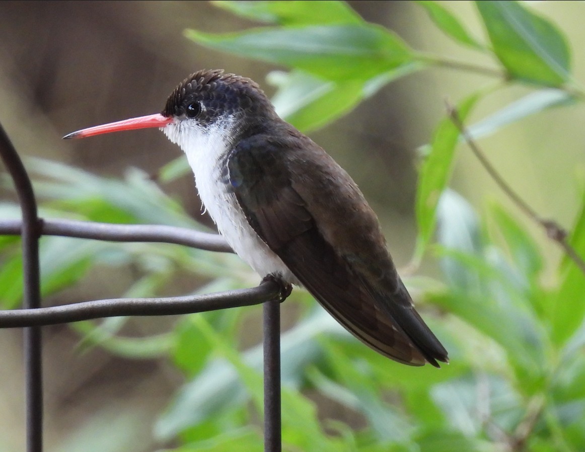 Violet-crowned Hummingbird - ML642676385