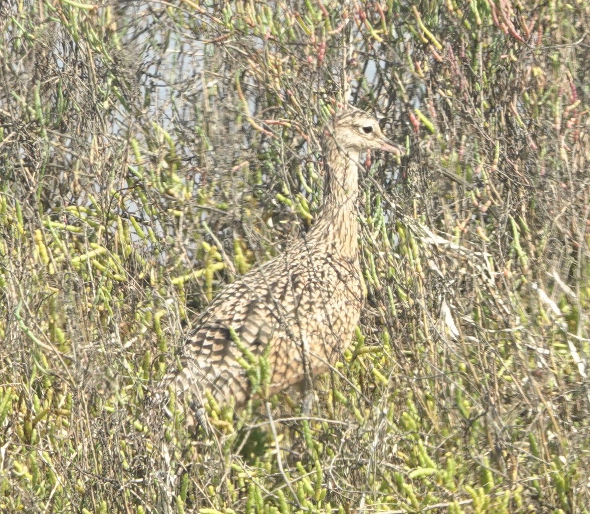 Long-billed Curlew - ML642676391