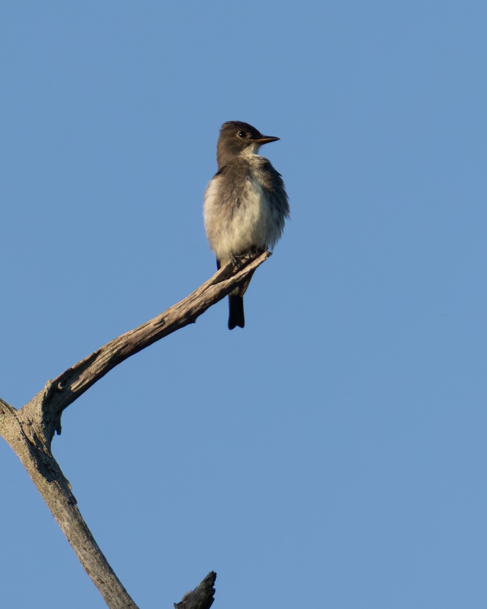 Olive-sided Flycatcher - ML642676402