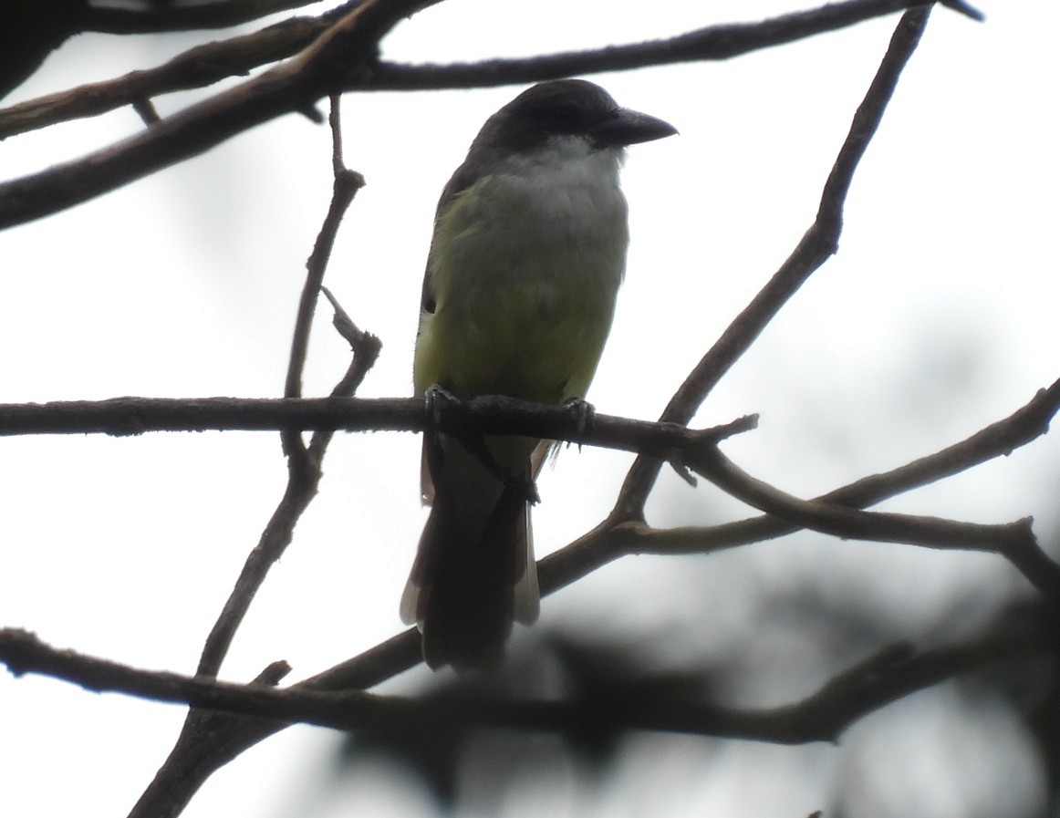 Thick-billed Kingbird - ML642676406