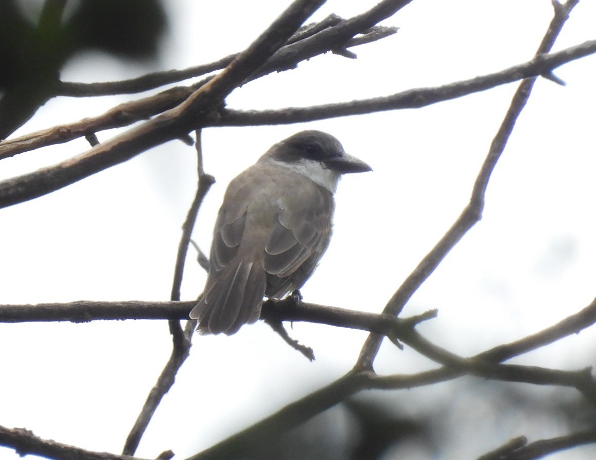 Thick-billed Kingbird - ML642676407