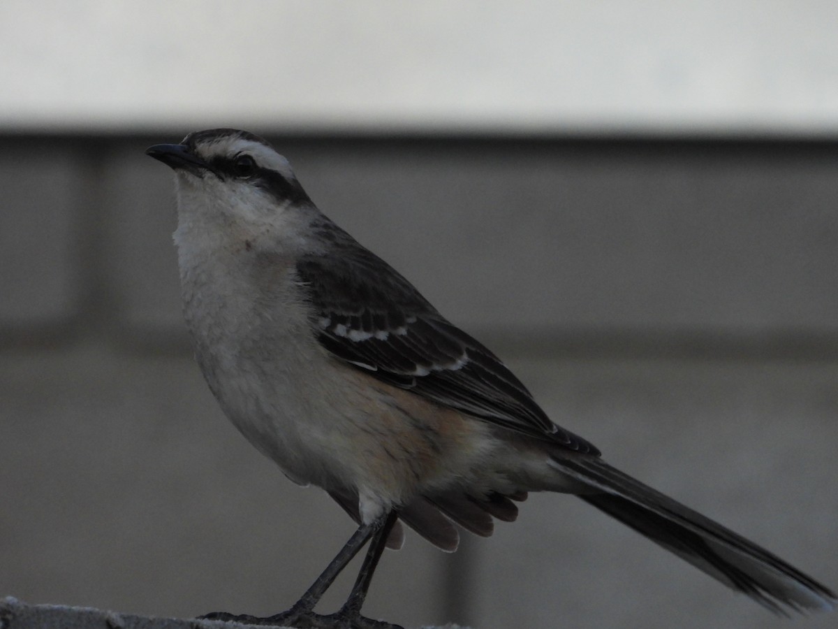 Chalk-browed Mockingbird - ML642676408