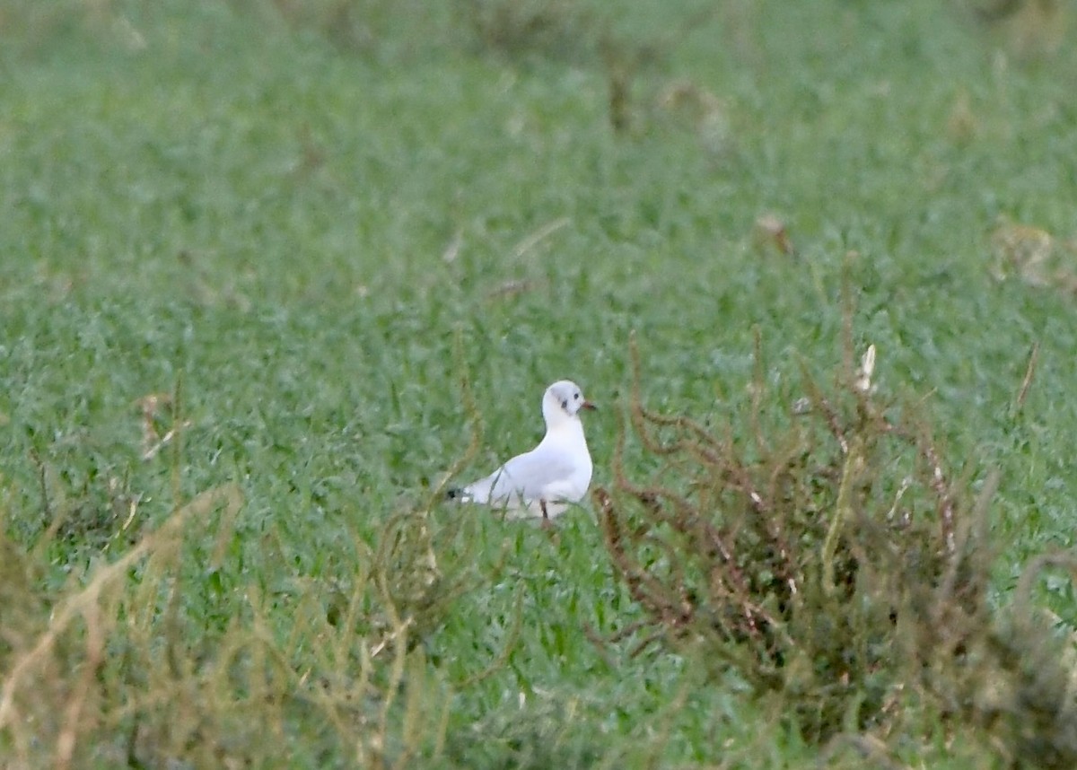 Black-headed Gull - ML642676409