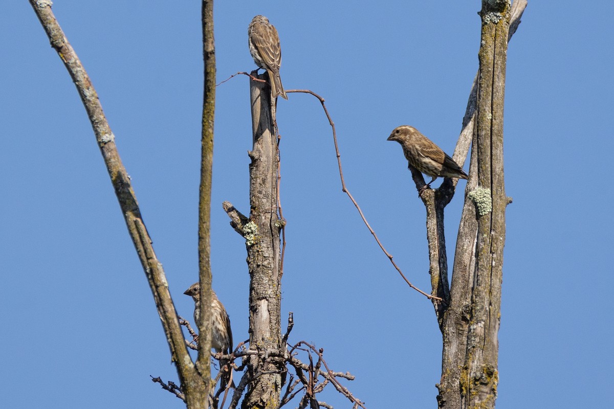 Purple Finch - ML642676412