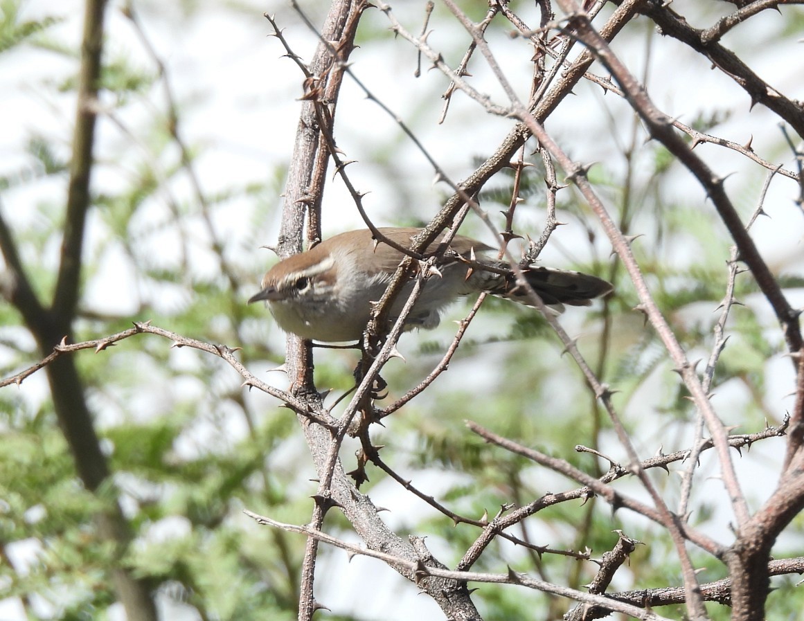 Bewick's Wren - ML642676425