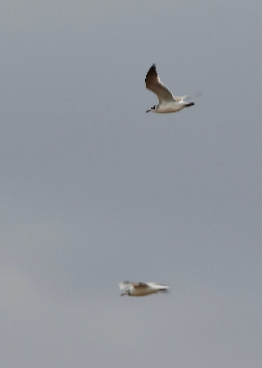 Black-headed Gull - ML642676428
