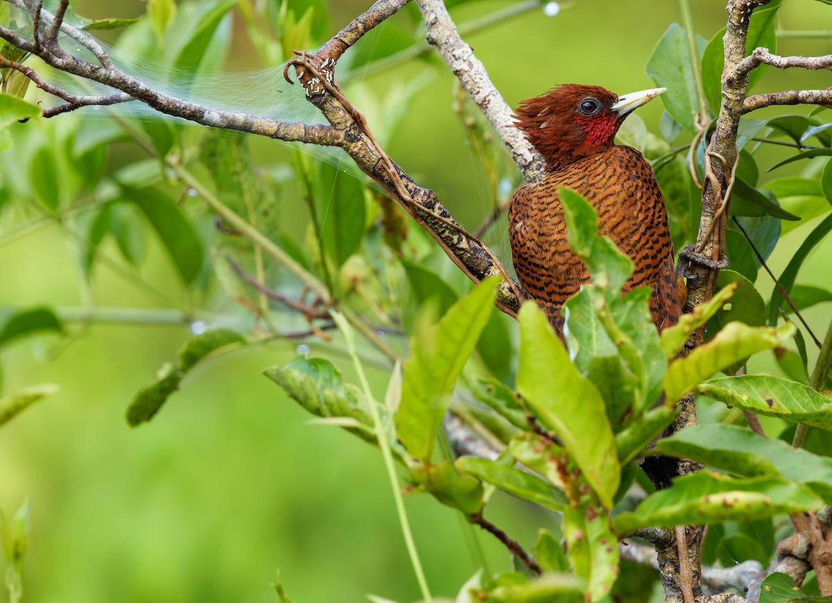 Waved Woodpecker - ML642676431