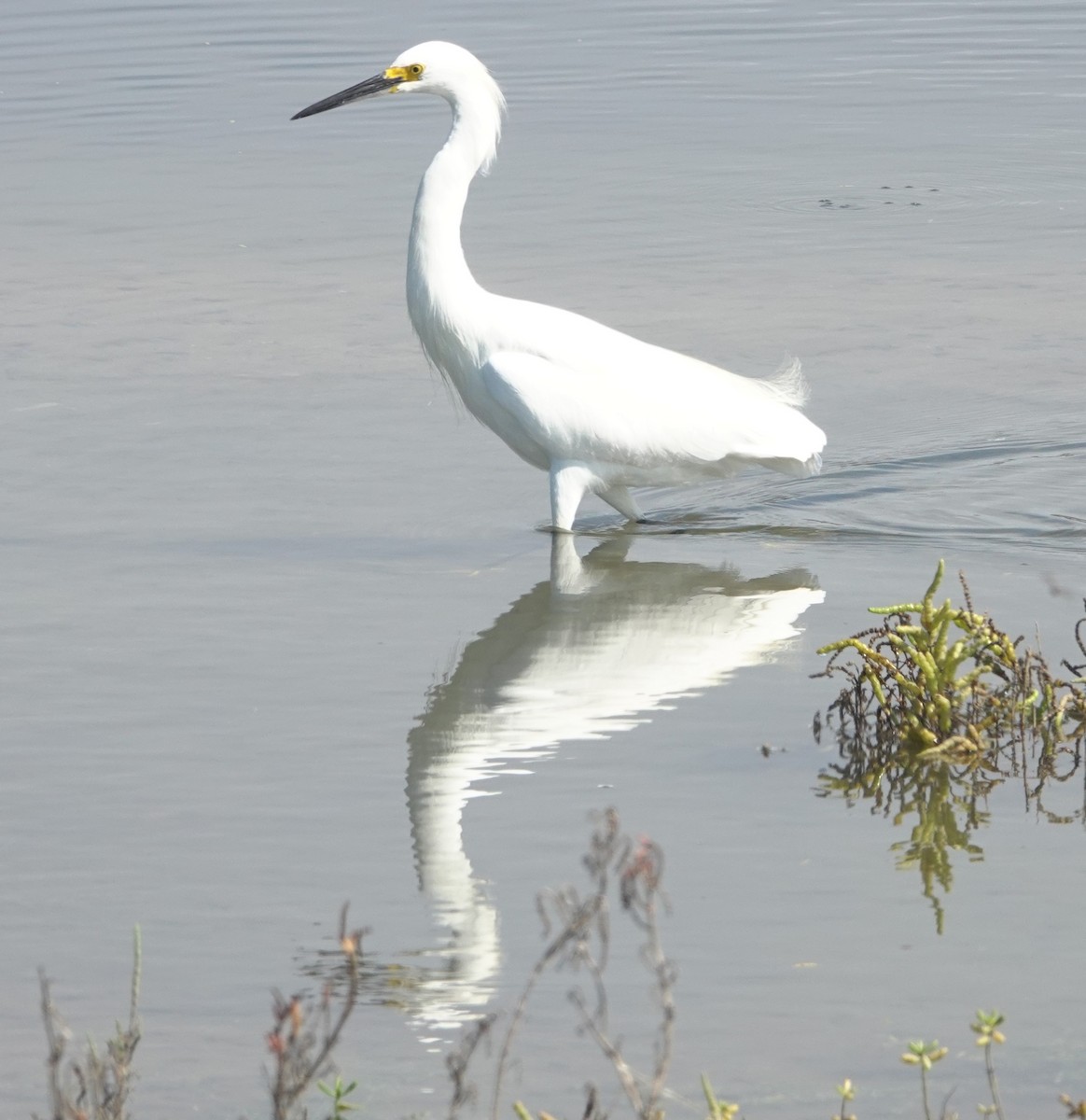 Snowy Egret - ML642676434