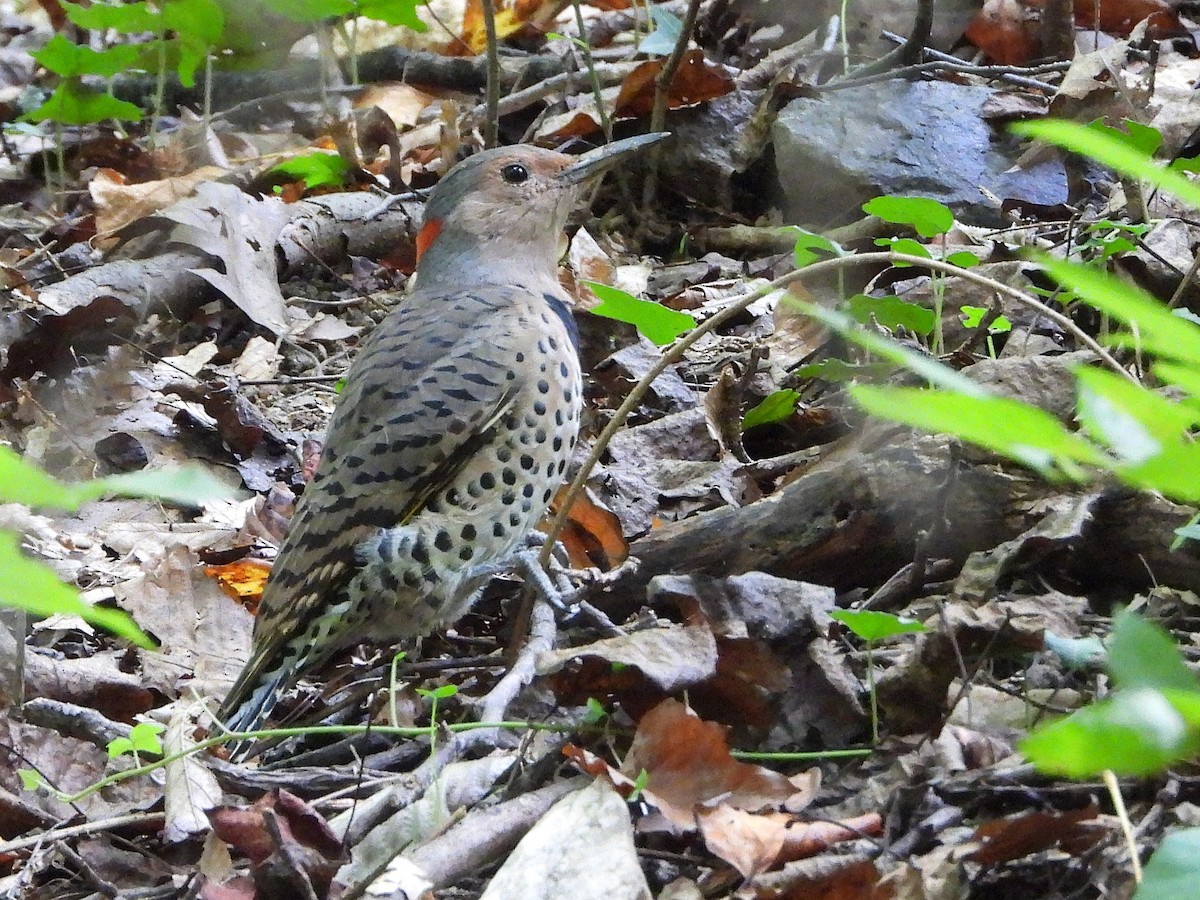 Northern Flicker (Yellow-shafted) - ML642676438