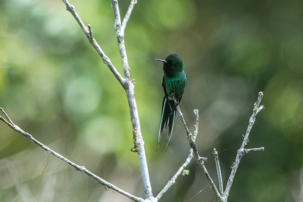 Green Thorntail - ML642676450