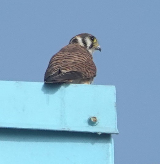 American Kestrel - ML642676457