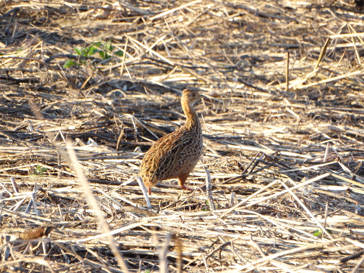 Spotted Nothura - ML642676469