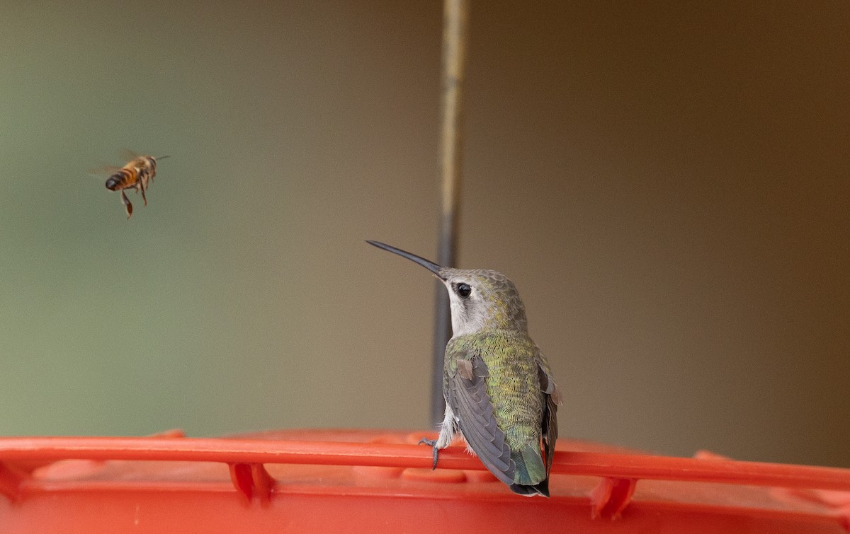 Costa's Hummingbird - ML642676472