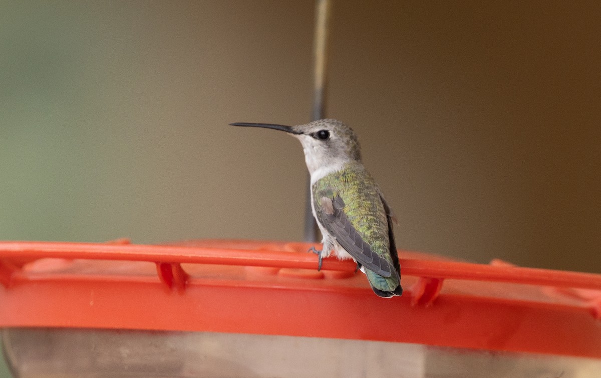 Costa's Hummingbird - ML642676474