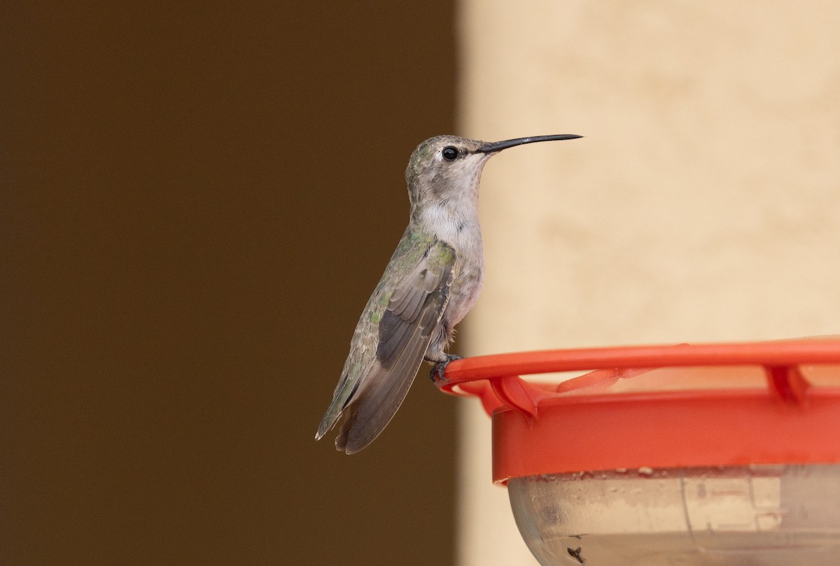 Costa's Hummingbird - ML642676475